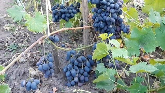 ВИНОГРАД. СОРТА КОТОРЫЕ НАМ НРАВЯТСЯ смотреть онлайн