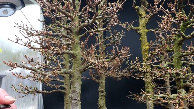 Pruning My Larch Forest, Part 1, The Bonsai Zone, March 2024 смотреть онлайн