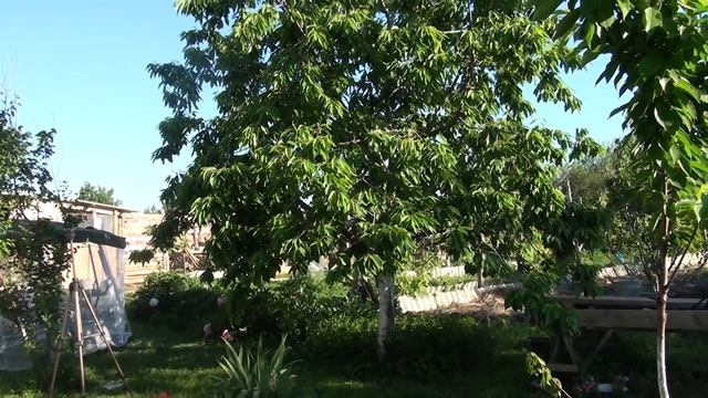 Сокрушающий эффект этих грядок! ВНИМАНИЕ-КОМФОРТНЫЙ сад! Обработка медью смотреть онлайн