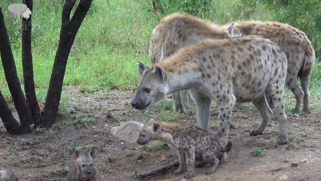 Spotted Hyena - Small, Cute & Feisty | ON SAFARI смотреть онлайн