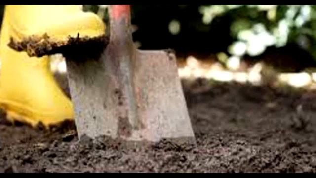 Как вывести медведку. Сад и огород. Выпуск 242 смотреть онлайн