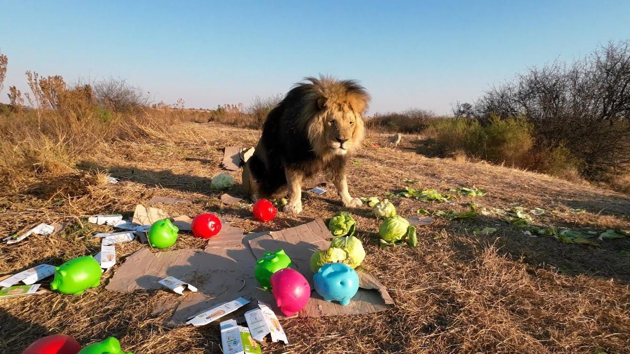Львам исполнилось 7 лет. Подарочки для котов. смотреть онлайн