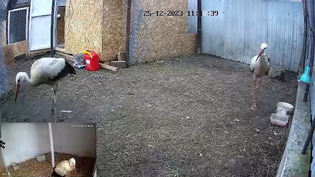 ?LIVE? Брестский аист, ВОЛЬЕР