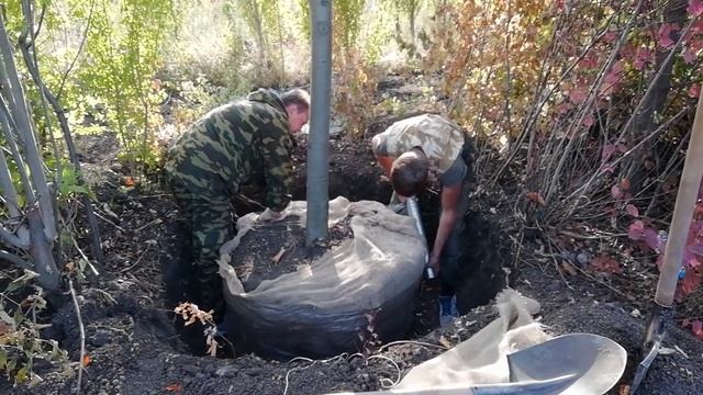 Как правильно пересадить крупномер. Пересадка крупномера липы