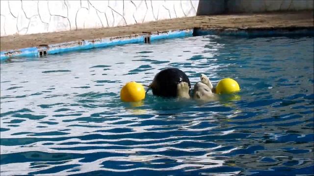 Белая медведица Айка. Веселая игра с шарами. 14.10.22 г. смотреть онлайн