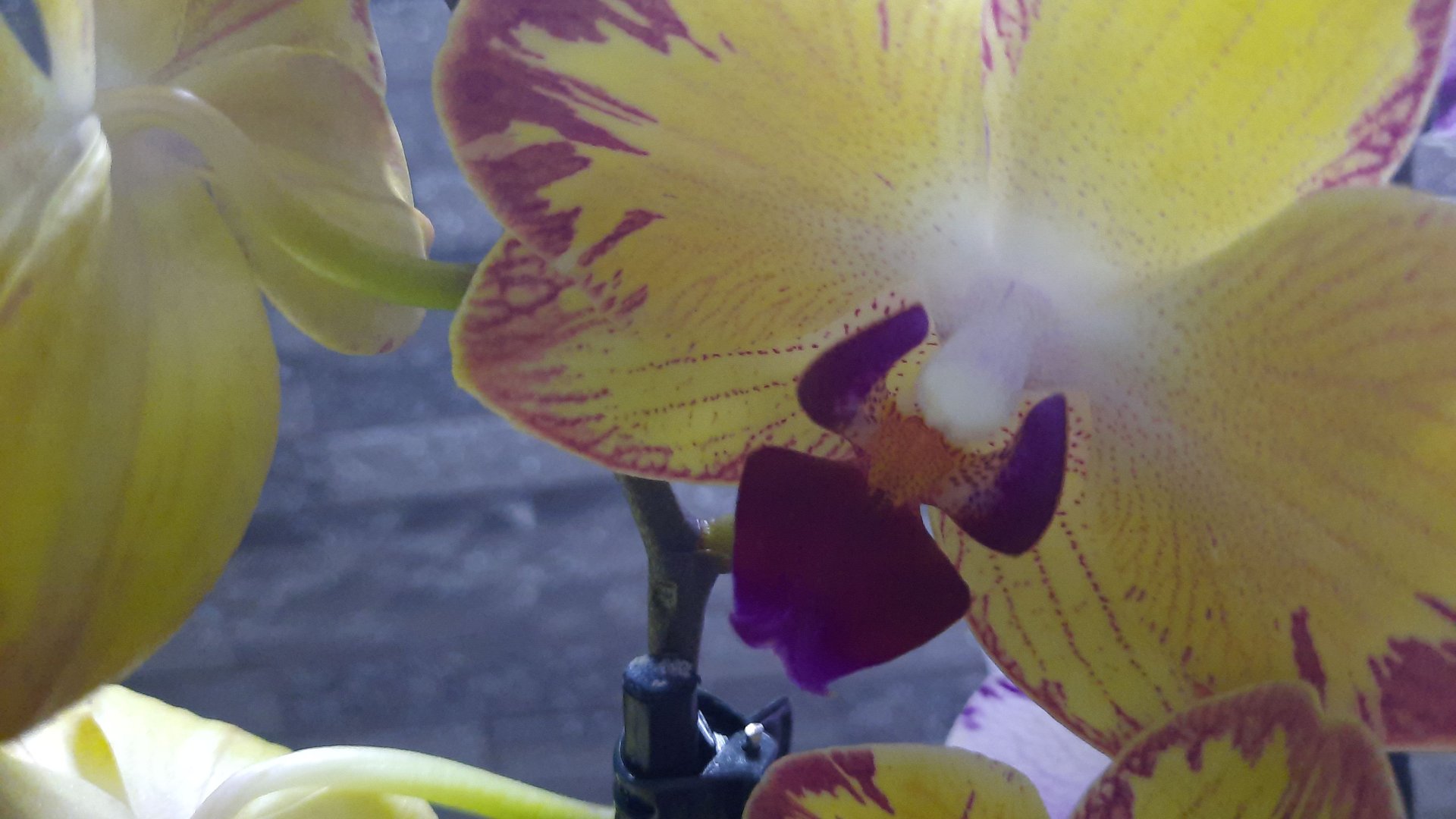 ПОКУПКИ ОРХИДЕЙ //20..05.24// смотреть онлайн