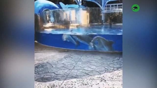 AMAZING DOLPHINS - FUNNY DOLPHINS COMPILATION