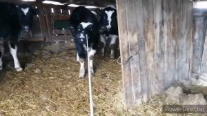 Ставим Ивермек бычкам