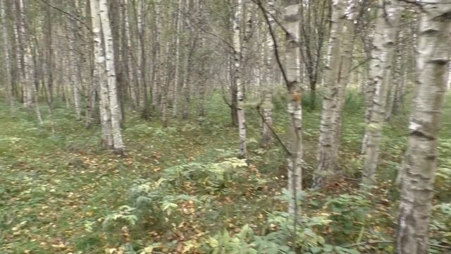 Грибы и дача. Собираем грибы возле дач! смотреть онлайн