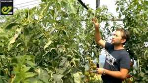 Опыт выращивания томата Белфорт F1 в Волгограде