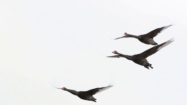 5.1 Black Swan (Non-game species) смотреть онлайн