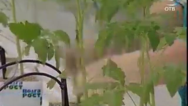 Первая рассада тепличных помидоров смотреть онлайн