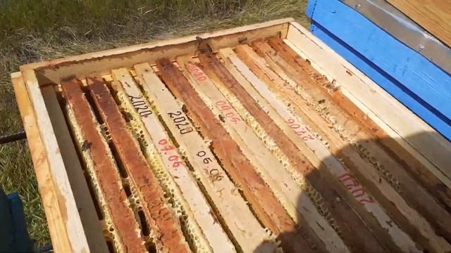 Откачиваем мёд с разнотравья. 28 07 2021 смотреть онлайн