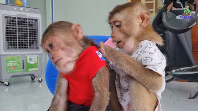 Sam Boy loving care & Asher Jr Sure fraternity have long lasting! смотреть онлайн