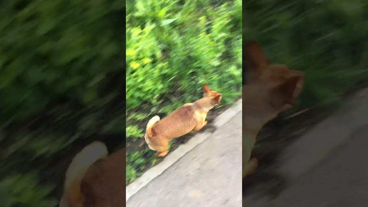 Утро) #гуляюссобакой #dog #собака смотреть онлайн
