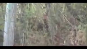 Атака тигра на человека.