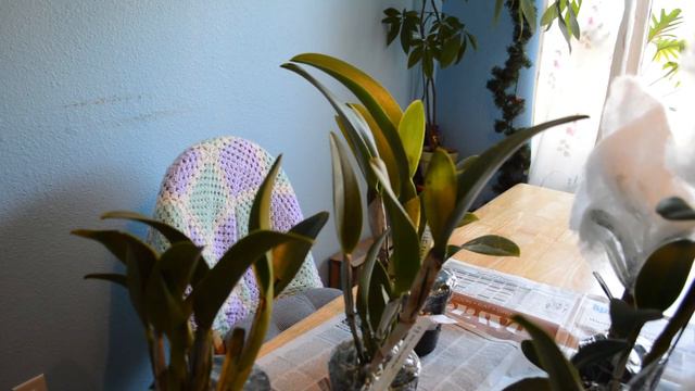 Orchid Haul - Carmela Orchids смотреть онлайн