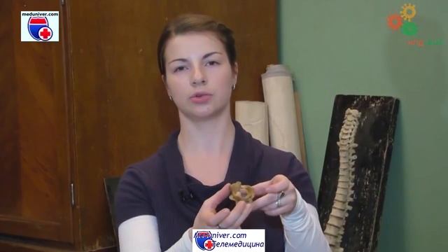 MedUniver com Подвижные соединения костей Суставы их строение, классификация смотреть онлайн