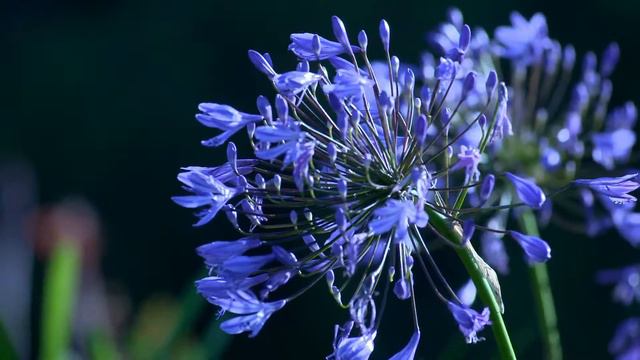 Красочная песня цветов. Beautiful song of flowers. смотреть онлайн