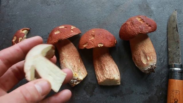 Minnesota Pine Porcini смотреть онлайн