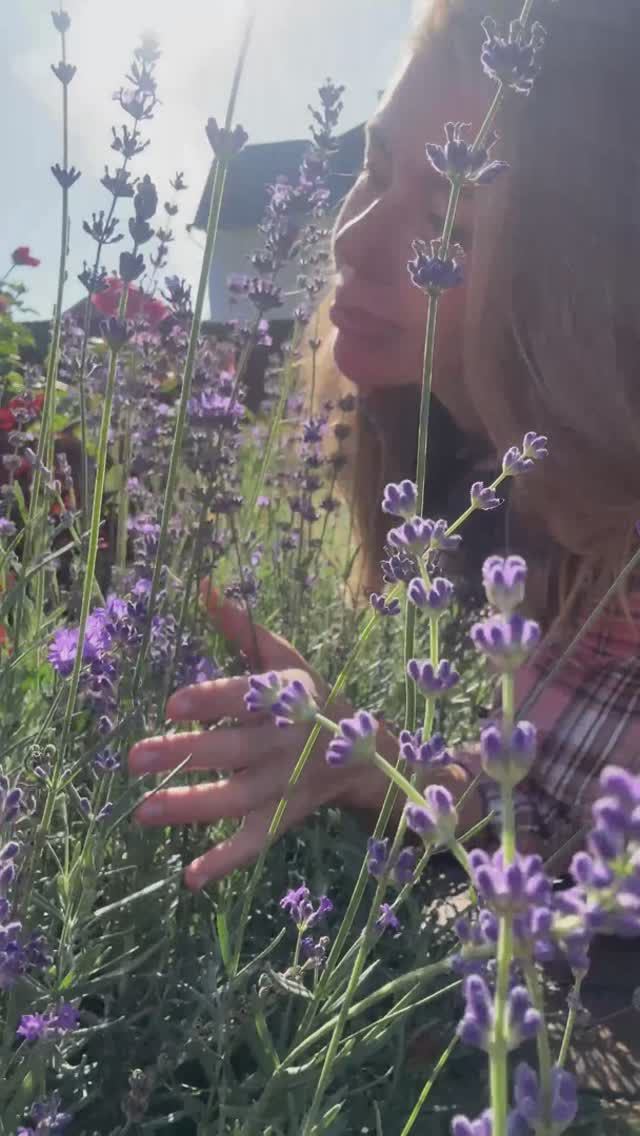 Надо ли укрывать лаванду на зиму? смотреть онлайн