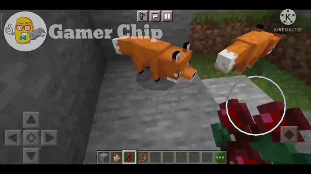 How to Tame A Fox in Minecraft | How to Tame Fox in Minecraft PE | Gamer Chip смотреть онлайн