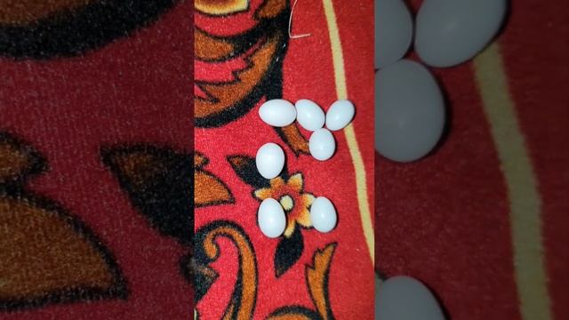 java lay eggs [java hetching season start] [java eggs season][java nesting][white java chiks][pets] смотреть онлайн