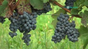 Виноградоуборочный комбайн Pellenc Optimum