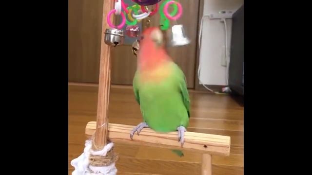 Я РЖАЛ ПОЛ ЧАСА | ПОДБОРКА СМЕШНЫХ И ГОВОРЯЩИХ ПОПУГАЕВ | ПРИКОЛЫ С ПОПУГАЯМИ 2023 смотреть онлайн