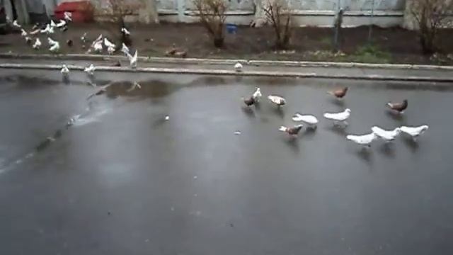 #Бакинские#Иранские#носатые#голуби смотреть онлайн