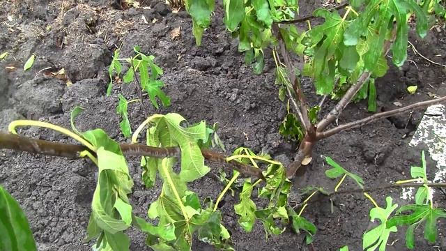 Инжир. Одесса. Посадка перед бурей. смотреть онлайн