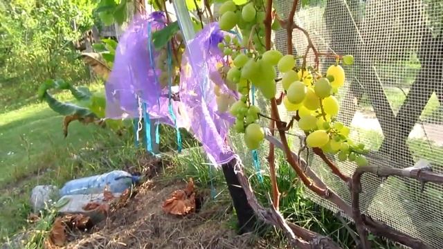 ??Вызревание лозы винограда в августе. Розовый Тукай. смотреть онлайн