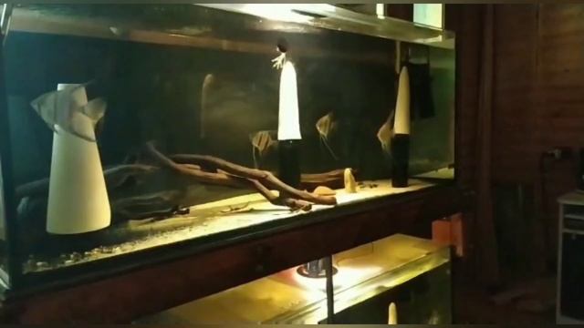 Разведение диких скаляр Рио Нанай. смотреть онлайн