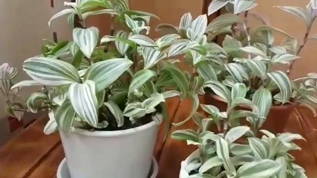 Обзор комнатного растения Традесканция, уход. смотреть онлайн