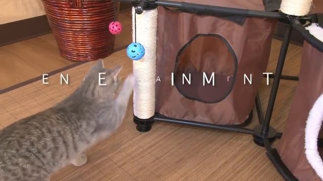 Корпусная мебель для кошек от Kitty City