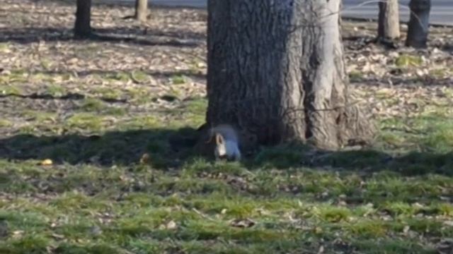 Белки в парке. смотреть онлайн