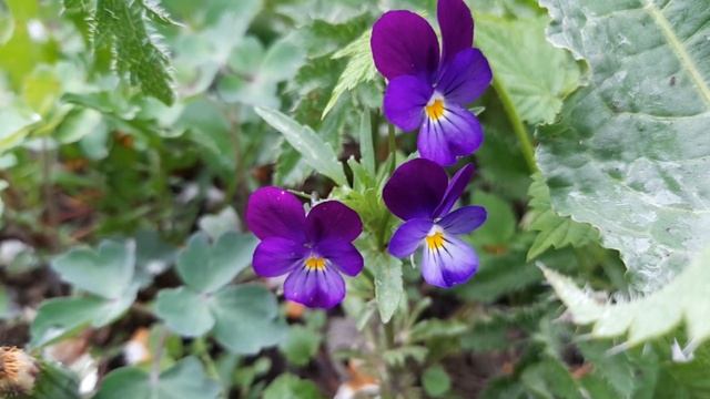 Делаю СУХОЦВЕТЫ для ДЕКОРА как из Pinterest// НЕОБЫКНОВЕННО КРАСИВЫЕ ЦВЕТЫ | DRIED FLOWERS// Alex L смотреть онлайн