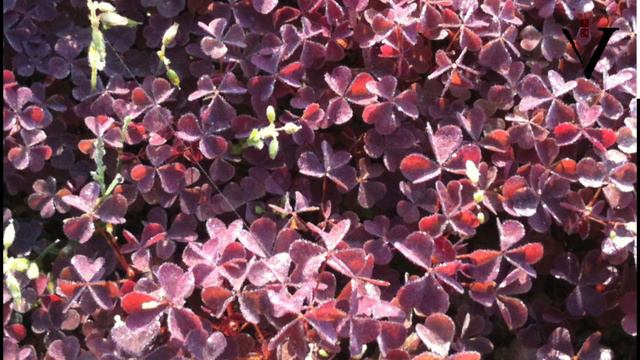 Практика-критерий истины Олеся Федорова Прозрачное тело читает автор 2016