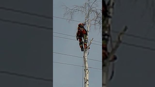Полный процесс спиливания дерева альпинистом. Когда заказчик во́время принял решение! смотреть онлайн