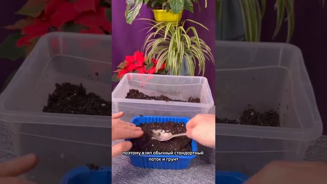 Что это ещё за комнатный клён такой ?! смотреть онлайн