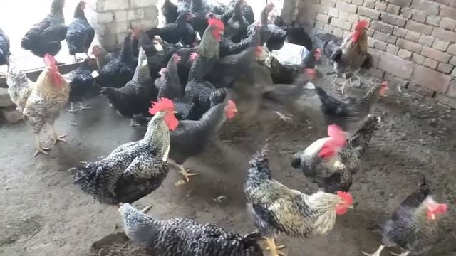 Plymouth Barred Hen | Earn Money From Plymouth Hen | Plymouth rock available | 03113329278 смотреть онлайн