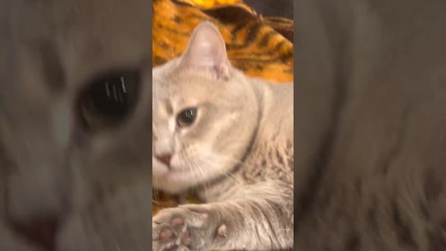 Смешной эксперимент: Кот Шпигель пытается заговорить после употребления кошачей мяты!