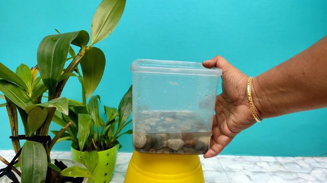 How to grow orchids in low humidity #orchid #orchidcare смотреть онлайн