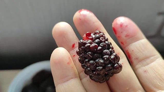 Ежевика Карака Блэк январь смотреть онлайн