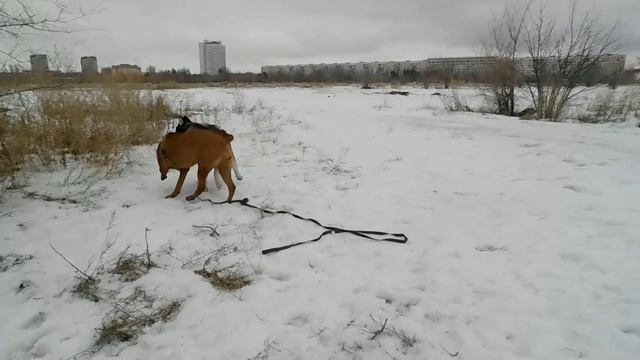 южноафриканский бурбульVS маламут смотреть онлайн