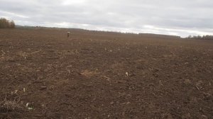 ШИКАРНЫЕ НАХОДКИ ДОМОНГОЛЬСКИХ ВРЕМЁН И СЕРЫЙ КОПАТЕЛЬ