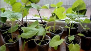 Цинерария. Пересадка в горшки.__Валентина Земскова.