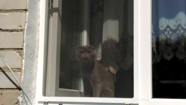 Шотландская вислоухая Кошка Ксюша смотреть онлайн
