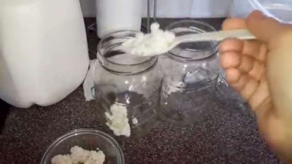 Кефир из кефирных зерен! (1 часть) Kefir from Kefir grains!