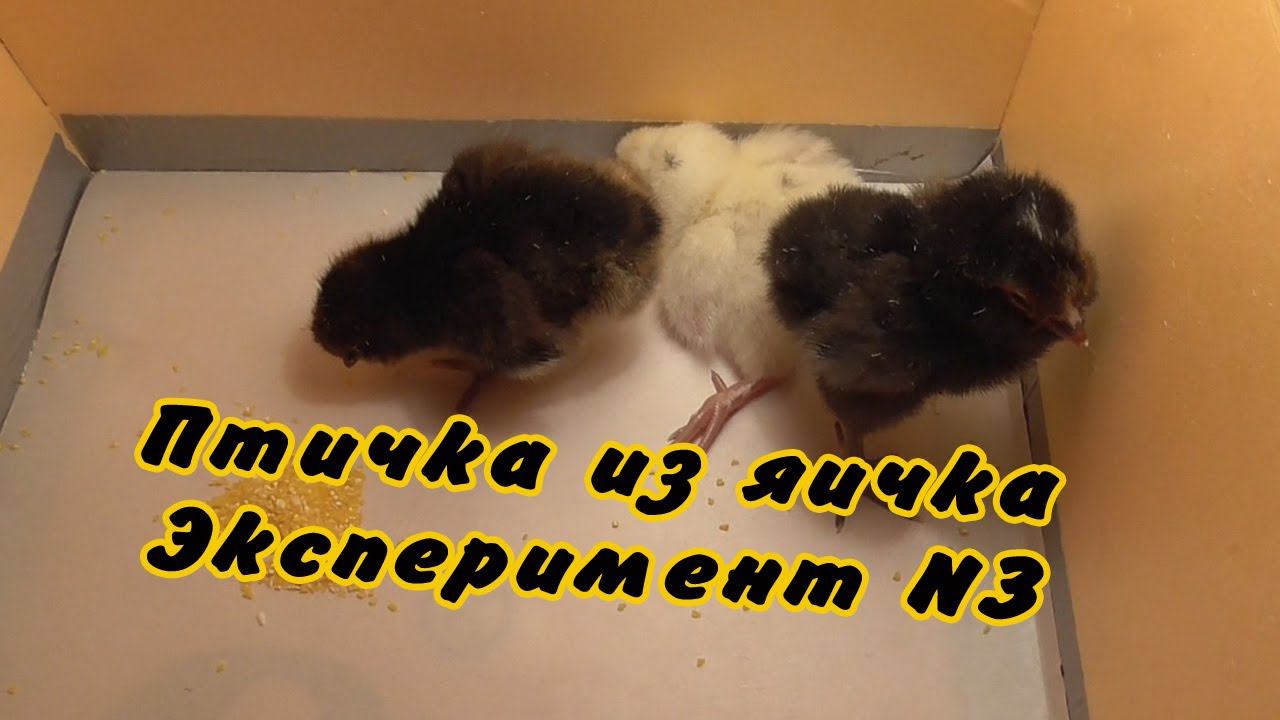 Птичка из яичка. Эксперимент №3 | Курочки. Первый день жизни смотреть онлайн